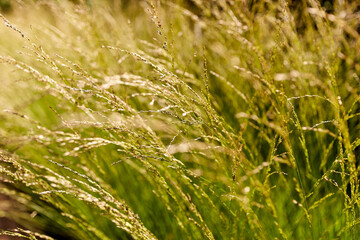 nature and flora concept - sunny summer field with grass or herbs