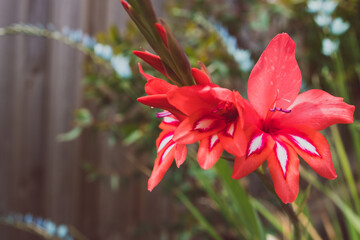 close-up of red gladiolus plant outdoor