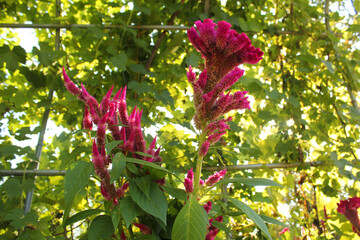 Cockscomb,  Wool Flower is beautiful purple turtles.