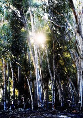 Close up of big Eucalyptus trees