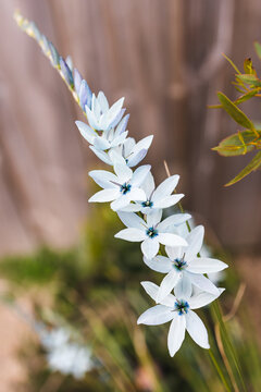 close-up of Ixia African corn lillies plant with blue flowers outdoor