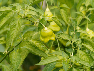 (Capsicum baccatum) Plant de piment bonnet d'évèque ou cloche de Noël à fruit à peau verte