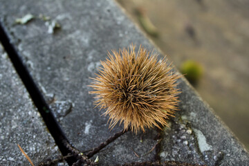 brown  Chestnut Still  blue bur on concrete background
