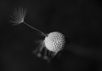 The seed of the dandelion