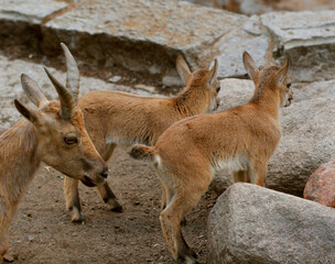 mountain goat family