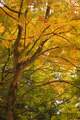 Fototapeta na wymiar 秋の黄葉する樹木