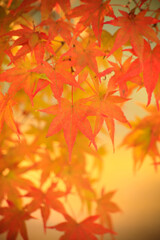 紅葉するモミジ