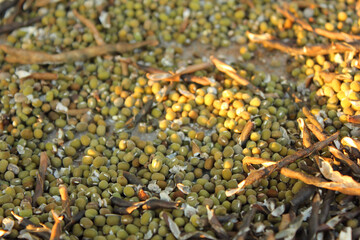 Mung beans and pods