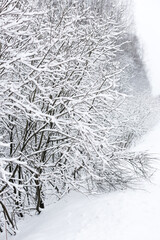 First snow, tree branches after a snowfall. Snow-covered trees, branches in hoarfrost