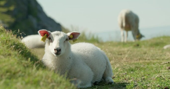 Young Lofoten lamb relaxing on green meadow looking into camera Norway