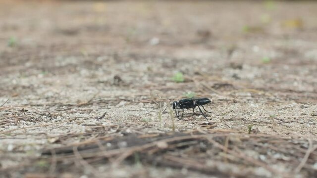 Great black wasp digging in the sand Sphex pensylvanicus