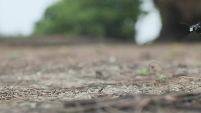 Great black wasp landing in the sand and digging slow motion Sphex pensylvanicus