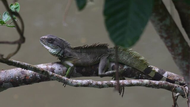 Chinese Water Dragon, Physignathus cocincinus; seen perched on a branch of a tree above a stream as seen in Khao Yai National Park.