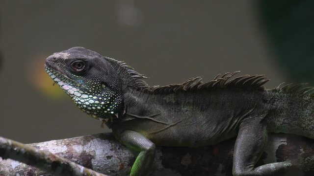 Green Water Dragon, Physignathus cocincinus; seen with an orange leaf bokeh in the background floating on the water while it moves its abdomen as it breathes on a branch above the flowing stream.
