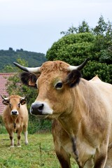 portrait of aubrac cow in pasture