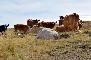 flock of cows in mountain pasture