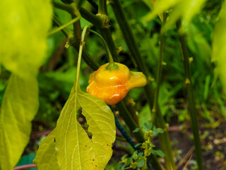 (Capsicum baccatum) Plant de piment bonnet d'évèque ou cloche de Noël à fruit à peau orange en cours de maturation