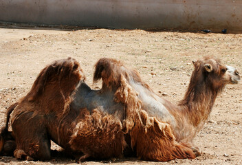 camel