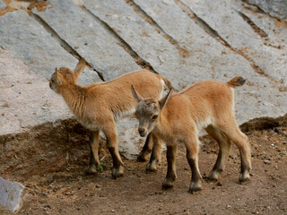 little baby goats on field in spring