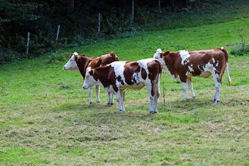 Fototapeta na wymiar group of montbeliard cow in pasture