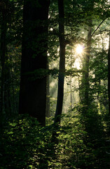 Obraz premium Waldmorgen