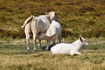 charolais cow and veal in mountain pasture