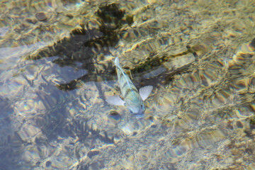 泳ぐ魚
