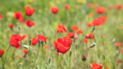 Fototapeta na wymiar Red poppies during spring. Poppy field