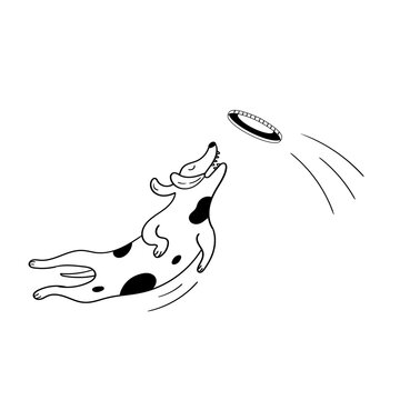 dog catching frisbee black white