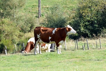 portrait of montbeliarde cow in pasture