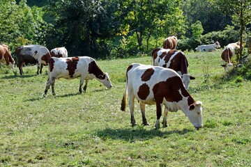 Naklejka na ściany i meble flock of montbelierd cows in pasture