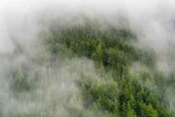 Autumn Colors and Fog in The Forest