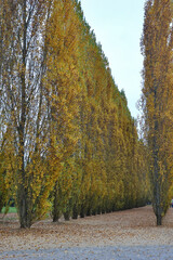 Versailles, France - October 28th 2016 : Path with perspective in the park of the palace of...