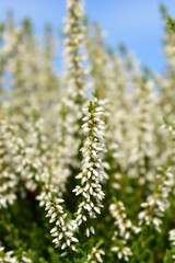 White Heather Beauty Ladies