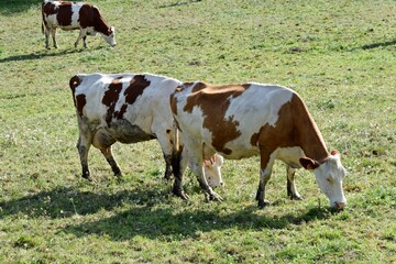 Fototapeta na wymiar flock of montbelierd cows in pasture