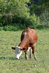 Naklejka na ściany i meble portrait of montbeliarde cow in pasture