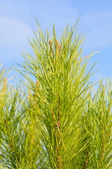 Italian stone pine