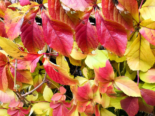 Autumn Leaves Ivy.Red and Yellow Autumn Leaves