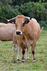 Naklejka na ściany i meble portrait of aubrac cow in pasture