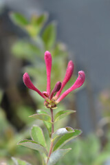 Late Dutch Honeysuckle Serotina