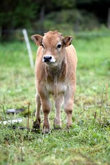 Fototapeta na wymiar portrait of aubrac veal in pasture