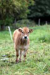 Fototapeta premium portrait of aubrac veal in pasture