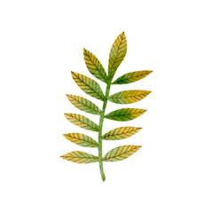 Watercolor illustration of an autumn branch isolated on a white background.