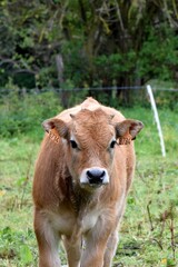 Fototapeta premium portrait of aubrac veal in pasture