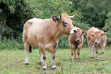 portrait of aubrac cow and veal
