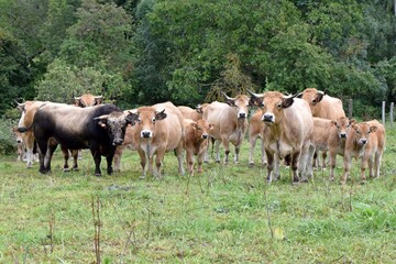 Fototapeta na wymiar flock of aubrac cows with bull and veals