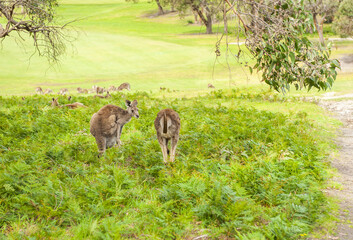 Kangaroos in Australia
