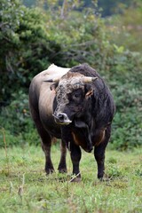 portrait of aubrac bull