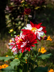 Red and White Dahlia Pinnata flowers