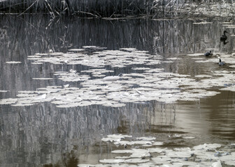 summer landscape, infrared photo snowy tree amazing nature lake reflection, unusual surreal view, infrared photography